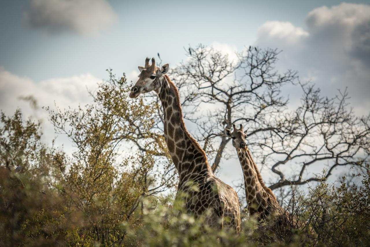 Вілла Garonga Safari Makalali Game Reserve Екстер'єр фото