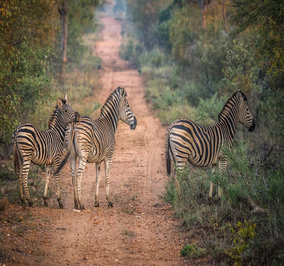 Вілла Garonga Safari Makalali Game Reserve Екстер'єр фото