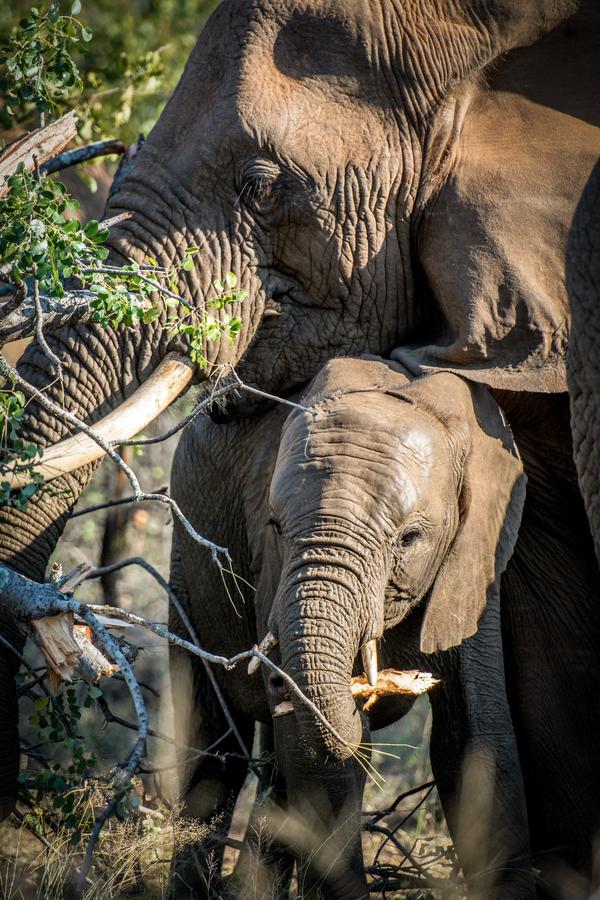 Вілла Garonga Safari Makalali Game Reserve Екстер'єр фото