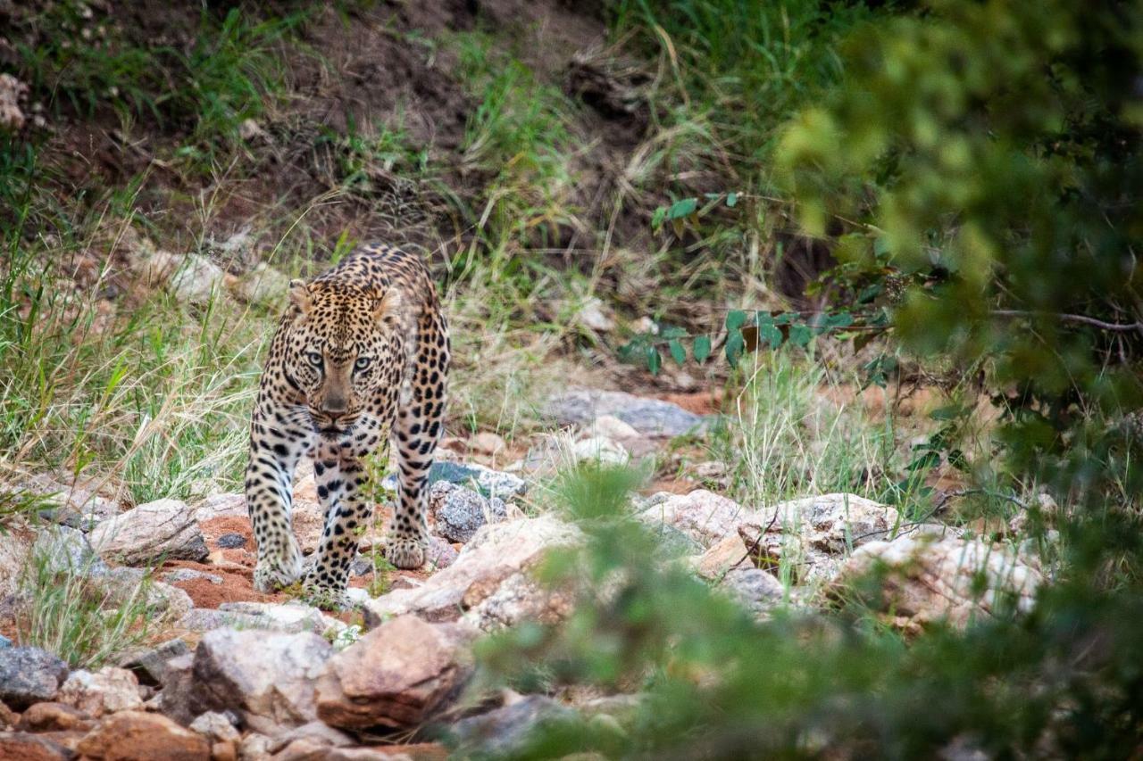 Вілла Garonga Safari Makalali Game Reserve Екстер'єр фото
