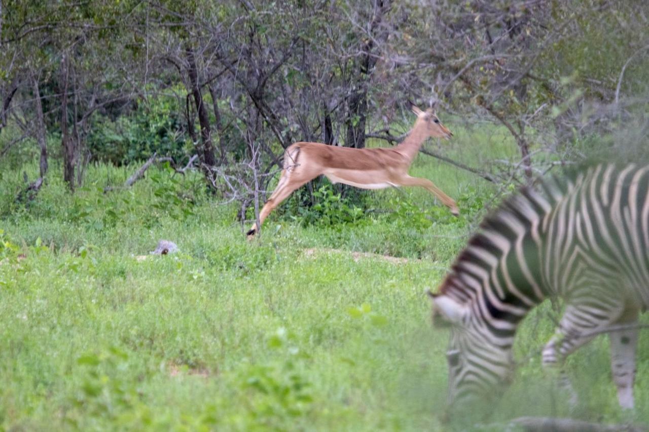 Вілла Garonga Safari Makalali Game Reserve Екстер'єр фото