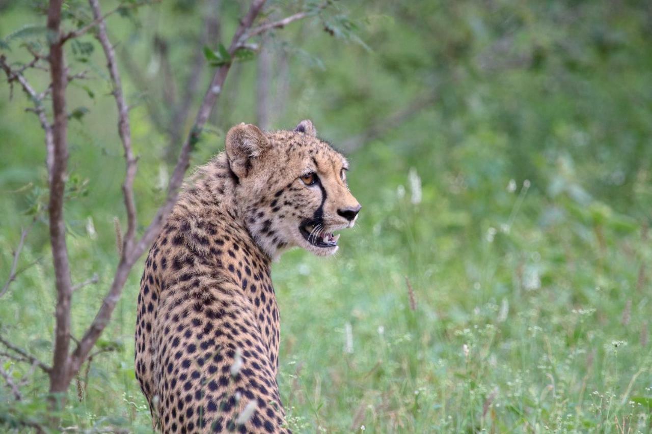 Вілла Garonga Safari Makalali Game Reserve Екстер'єр фото