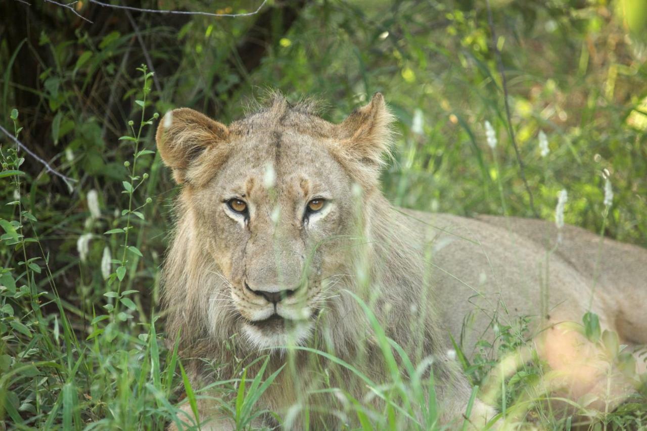 Вілла Garonga Safari Makalali Game Reserve Екстер'єр фото