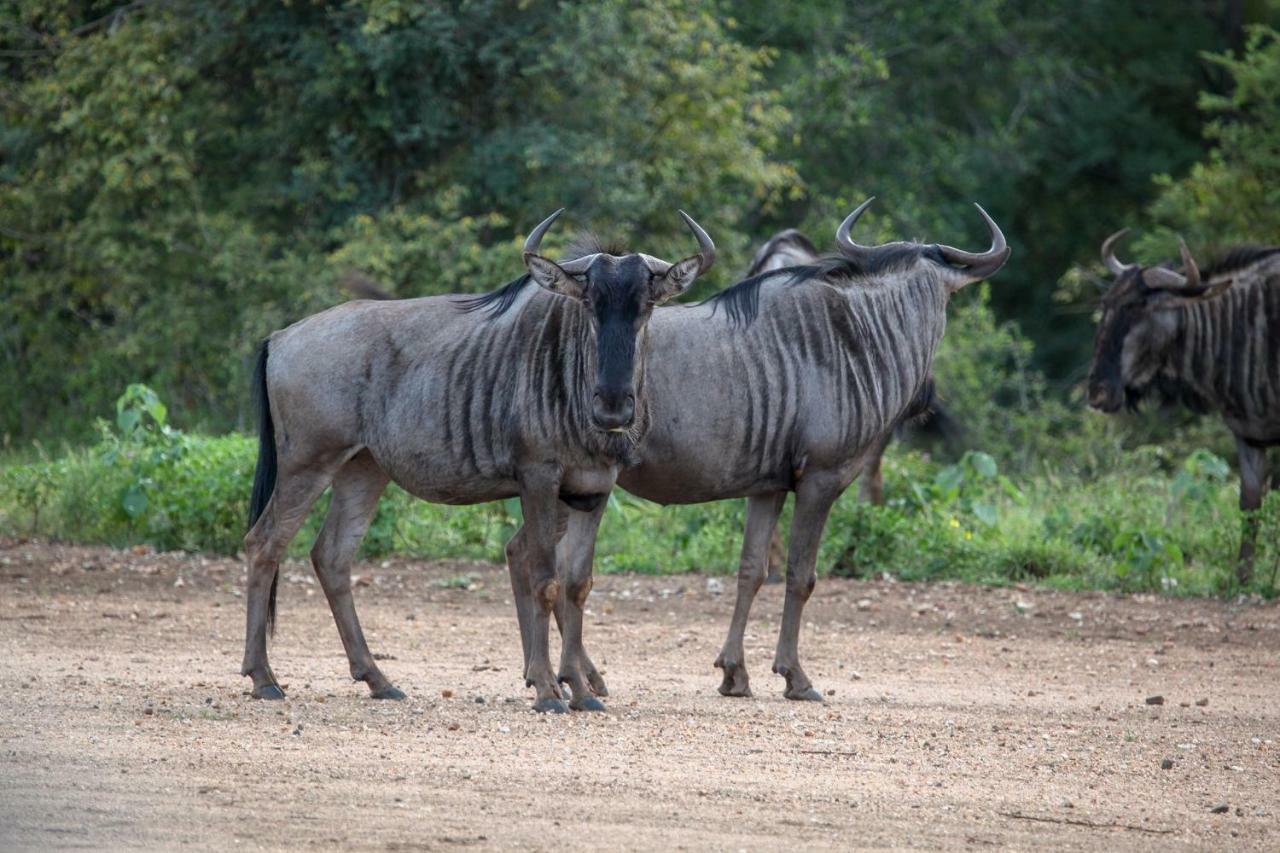 Вілла Garonga Safari Makalali Game Reserve Екстер'єр фото