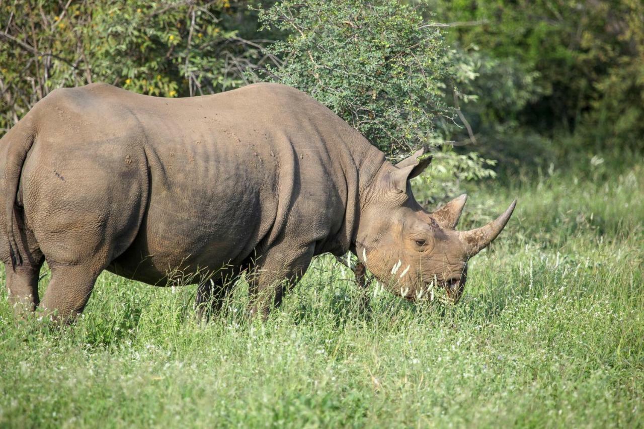 Вілла Garonga Safari Makalali Game Reserve Екстер'єр фото