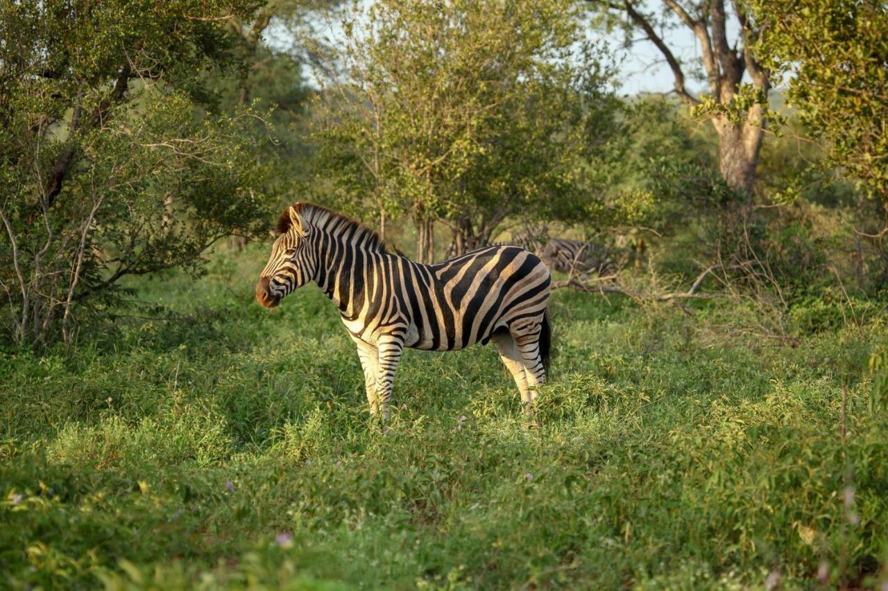 Вілла Garonga Safari Makalali Game Reserve Екстер'єр фото